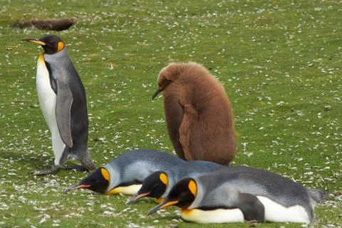 King Penguin with Hungry Chick Foto stock