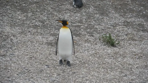 King Penguin in Isla Martillo in the Beagle Channel Stock Footage 112944745