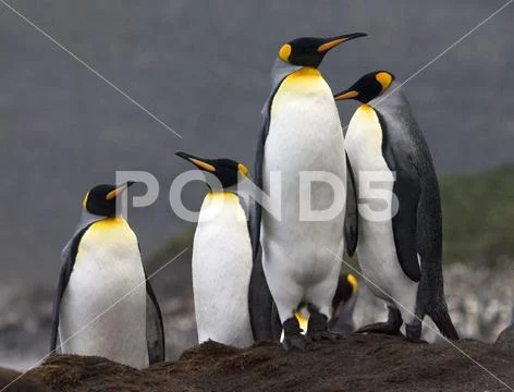 King Penguin, Koningspingun, Aptenodytes patagonicus Stock Photos