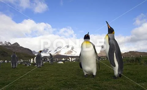 King Penguin, Koningspingun, Aptenodytes patagonicus Stock Photos