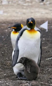 King Penguin looking into camera while breeding fluffy chick, Falkland Islands Stock Photos