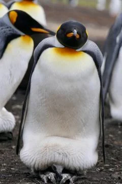 King Penguin looking into camera while breeding fluffy chick, Falkland Islands Stock Photos