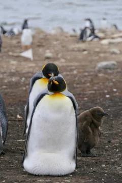 King Penguin looking into camera while breeding fluffy chick, Falkland Islands Stock Photos