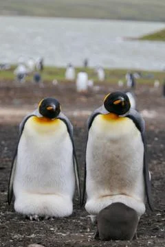 King Penguin looking into camera while breeding fluffy chick, Falkland Islands Stock Photos