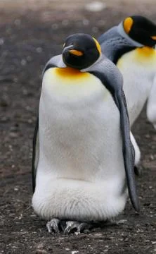 King Penguin looking into camera while breeding chick, Falkland Islands Stock Photos