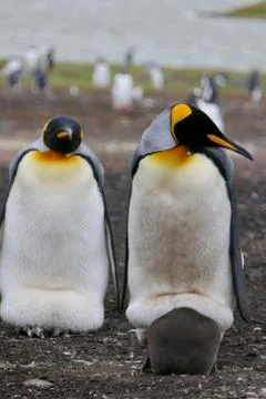 King Penguin looking into camera while breeding fluffy chick, Falkland Islands Stock Photos