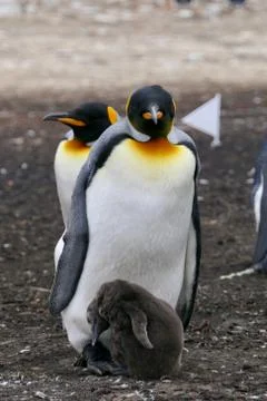 King Penguin looking into camera while cuddling fluffy chick, Falkland Islands Stock Photos