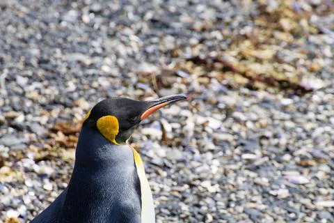 King penguin on Martillo island beach, Ushuaia Stock Photos