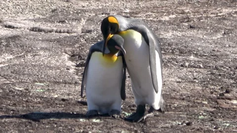 King penguin mating behavior mounting, Falkland Islands, 4K Vídeos de archivo 332327616
