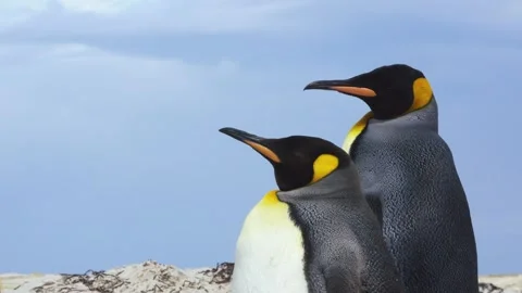 King Penguin Pair on Beach Hand held moving camera Falkland Islands Stock Footage 277919977