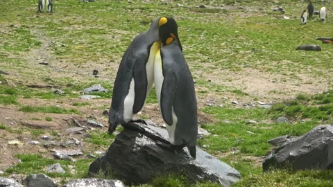 King penguin pair bonding on rock sunny scene, South Georgia, 4K Vídeos de archivo 332333825