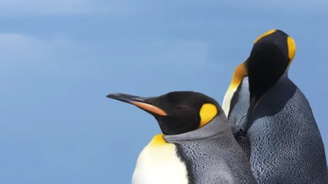 King Penguin Pair Closeup High Quality Blue Sky Background Stock Footage 277919956