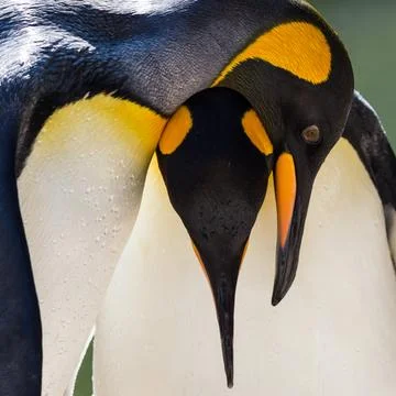 King Penguin pair Stock Photos