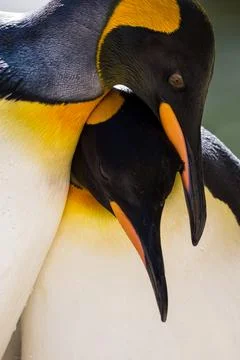 King Penguin pair Stock Photos