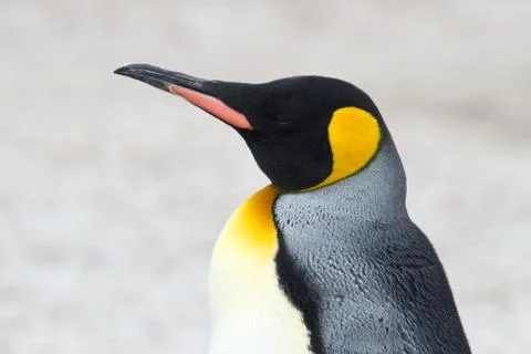 King penguin Stock-Fotos