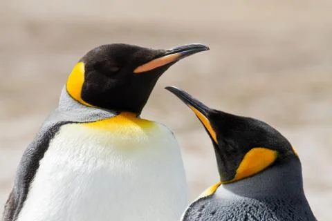 King penguin Foto stock