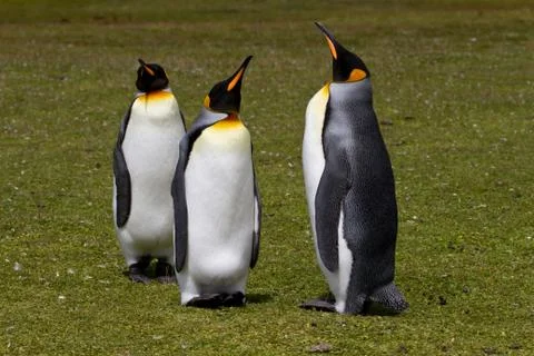 King penguin Foto stock