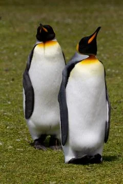 King penguin Stock Photos