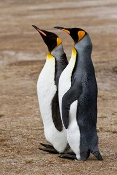 King penguin Foto stock
