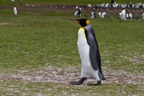 King penguin Foto stock