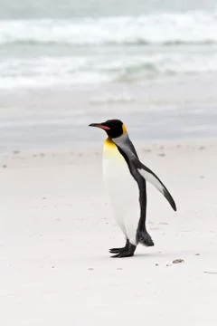King penguin Foto stock