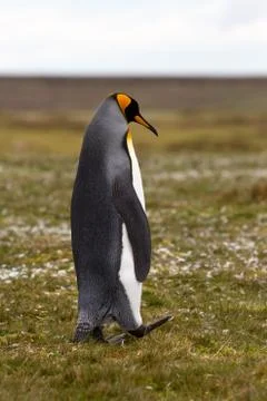 King penguin Stock Photos