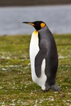 King penguin Foto stock
