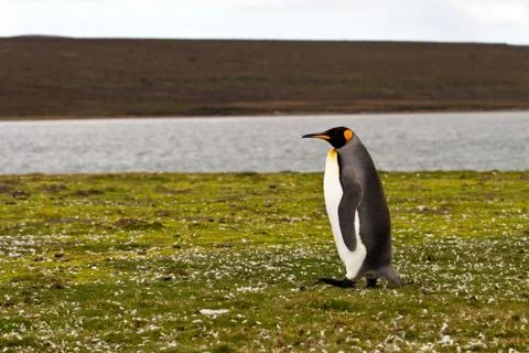 King penguin Stock Photos