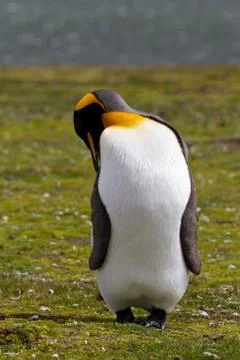King penguin Stock-Fotos