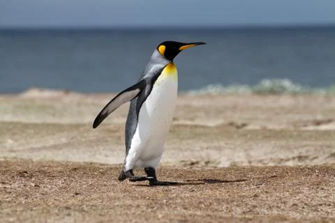 King penguin Stock Photos