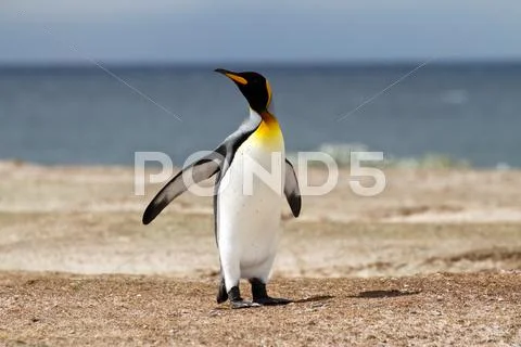 King penguin Stock Photos