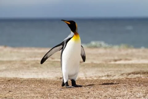 King penguin Stock-Fotos
