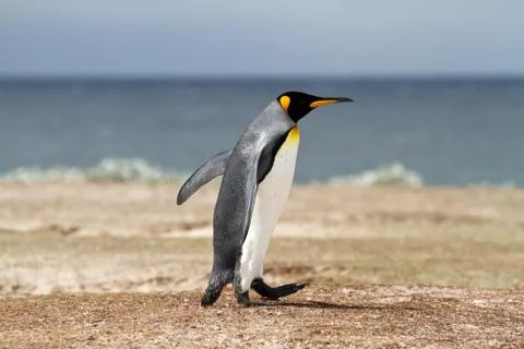 King penguin Foto stock