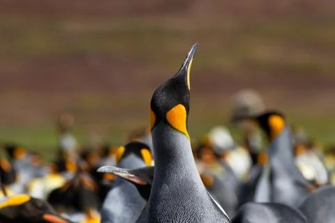 King penguin Stock Photos