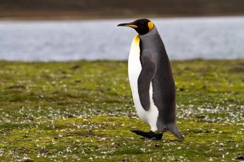 King penguin Foto stock