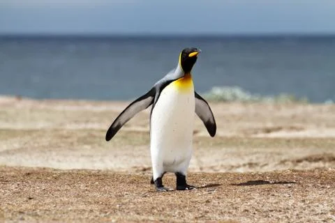 King penguin Foto stock