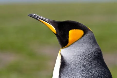 King penguin Foto stock