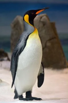 King penguin 库存照片