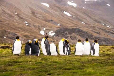 KING PENGUIN Foto stock