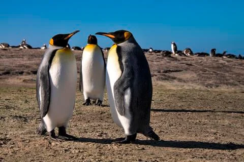 KING PENGUIN Foto stock