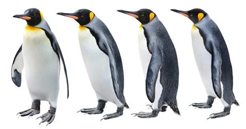 King Penguin Foto stock