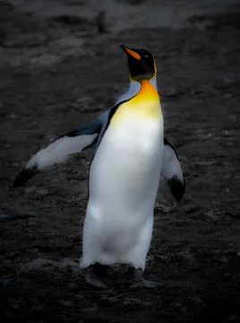 King Penguin Stock Photos