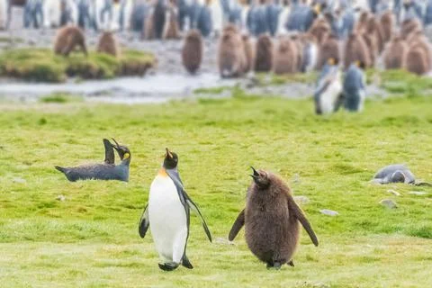 King Penguin Stock Photos