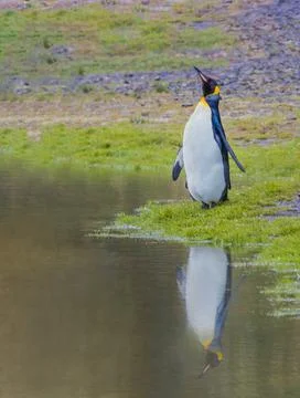 King Penguin Stock Photos