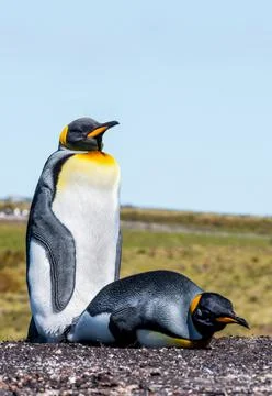 King Penguin Stock Photos