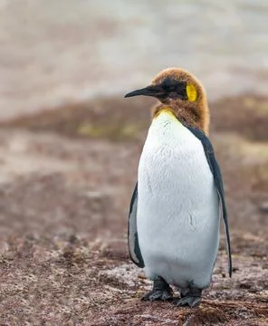 King Penguin Stock Photos