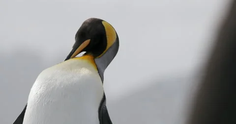 King penguin preening Stock Footage 140053799