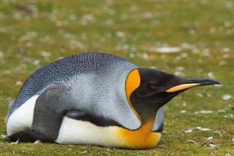 King Penguin Resting Stock Photos