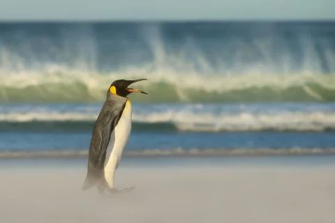King penguin returning from the sea Stock Photos