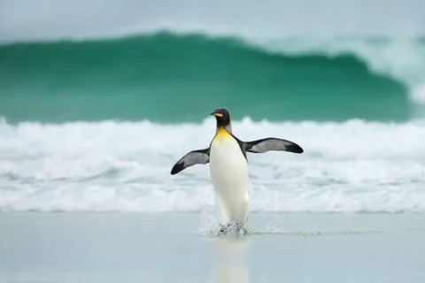 King penguin returning from the sea to the sandy coast Stock Photos